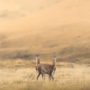 Two guanaco standing in the field Two guanaco standing in the field