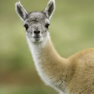 Guanaco young calf standing in grass