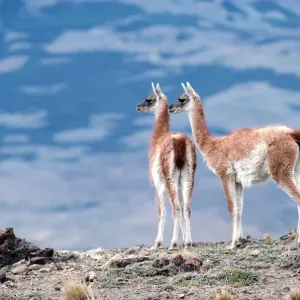 Guanacos (Lama guanicoe), Torres del Paine National Park, Chile Guanacos (Lama guanicoe), Torres del Paine National Park, Chile