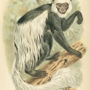 Guereza primate 1894 Guereza primate 1894