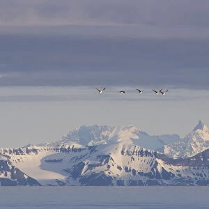 Guillemots or Murres -Uria- flying in front of the mountains of the east coast of Spitsbergen, Spitsbergen Island, Svalbard Archipelago, Svalbard and Jan Mayen, Norway