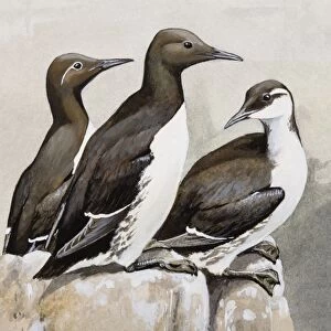 Three Guillemots (Uria aalge), perching on a rock, side view