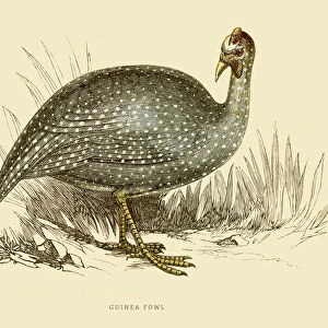 Guinea fowl illustration 1851