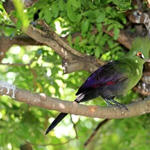Guinea Turaco -Tauraco persa-, adult on tree, native to Africa, captive