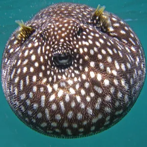 Guineafowl Pufferfish Print - Close-up Eye Guineafowl Pufferfish Print - Close-up Eye