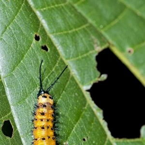Gulf Fritillary or Passion Butterfly -Agraulis vanillae-, caterpillar, Tiputini rain forest, Yasuni National Park, Ecuador, South America