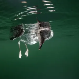 Gull in green water Gull in green water