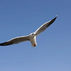 Gull or Seagull -Laridae-, in flight, at Inle Lake, Shan State, Myanmar