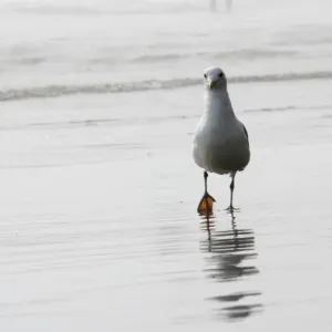 Gull and surfer Gull and surfer