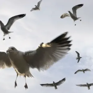 gulls flying high gulls flying high