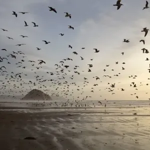 Gulls on Morro Strand State Beach Gulls on Morro Strand State Beach