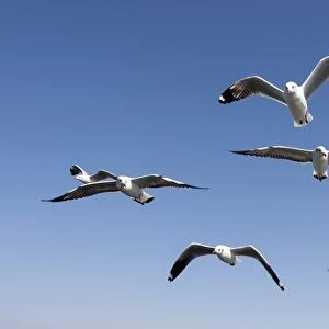 Gulls or Seagulls -Laridae-, in flight, at Inle Lake, Shan State, Myanmar