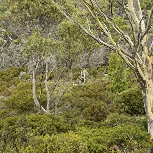 Gum tree and bushland, Mount Field National Park