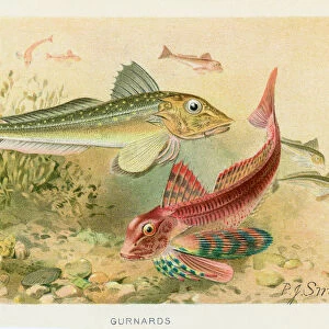 Gurnard sea robins chromolithograph 1896