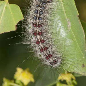 Gypsy Moth -Lymantria dispar-, adult caterpillar, Lake Kerkini region, Greece, Europe