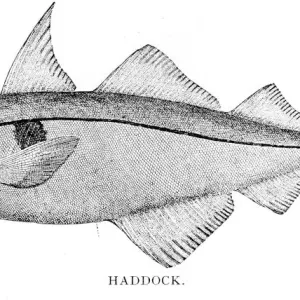 Haddock engraving 1898 Haddock engraving 1898