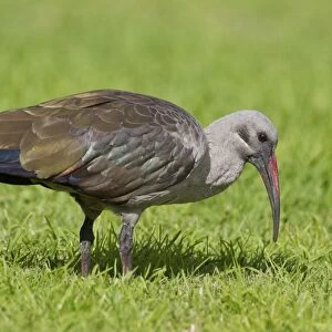 Hadeda ibis -Bostrychia hagedash-, Wilderness National Park, South Africa