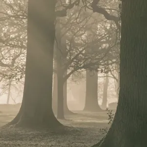 Haileybury Woodland
