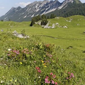 Hairy Alpenrose -Rhododendron hirsutum-, Laguz Alps with Breithorn Mountain, Grosses Walsertal Biosphere Park, Vorarlberg, Austria