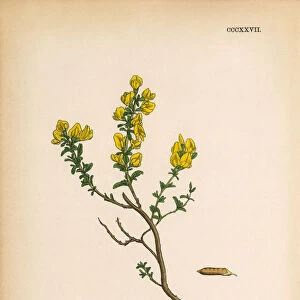 Hairy Green-Weed, Genista Pilosa, Victorian Botanical Illustration, 1863