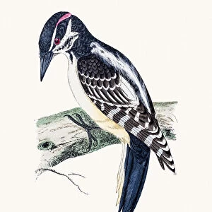 Hairy Woodpecker bird