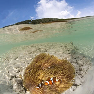 Half submerged view of two clownfishes live with their anemone host