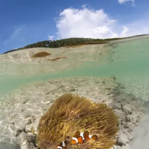Half submerged view of two clownfishes live with their anemone host Half submerged view of two clownfishes live with their anemone host