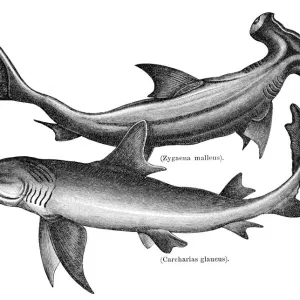 Hammerhead and sand tiger shark engraving 1897 Hammerhead and sand tiger shark engraving 1897