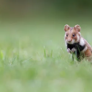 Hamster -Cricetus cricetus-, alert young in a meadow, Austria