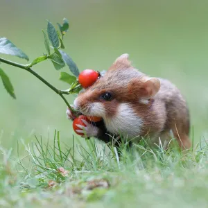 Hamster -Cricetus cricetus- taking a rosehip for its hoard, Austria