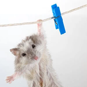 Hamster hanging on clothes line