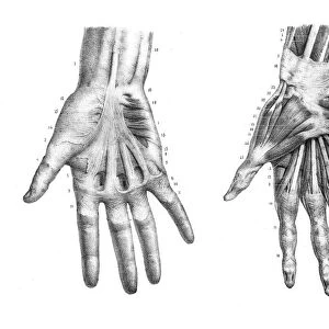 Hand anatomy engraving 1866