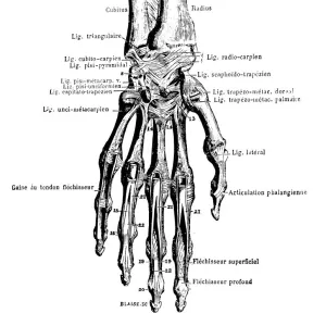 Hand bones