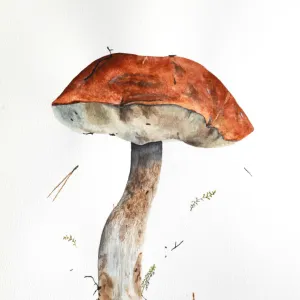 Hand drawn watercolor raw forest aspen mushroom are on white paper