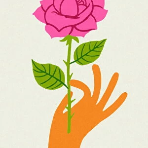 Hand Holding a Pink Rose