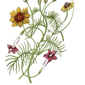 hand painted illustration of cypress vine, Ipomea quamoclit, and golden coreopsis, Coreopsis tinctoria