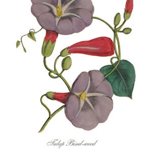 Handcolored Morning Glory, Bindweed, Victorian Botanical Illustration