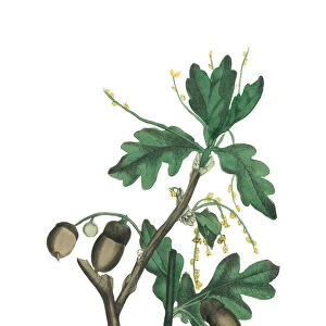 Handcolored Oak Tree Victorian Botanical Illustration