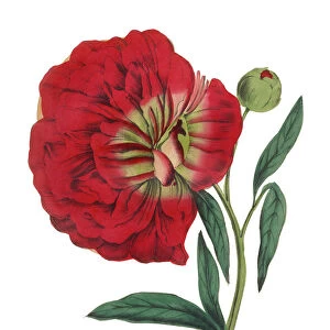 Handcolored Peony Victorian Botanical Illustration