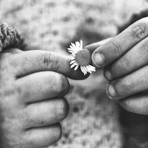 Child's Hands with Daisies Print Child's Hands with Daisies Print