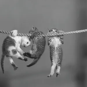 Hang In There Hang In There
