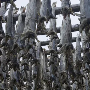 Hanging Codfish Print, Moskenes Lofoten Norway Hanging Codfish Print, Moskenes Lofoten Norway