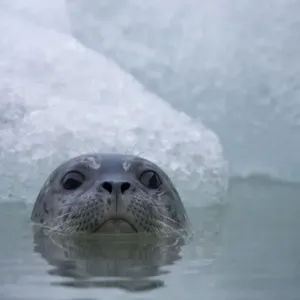 Harbor Seal, South Sawyer Glacier, Alaska Harbor Seal, South Sawyer Glacier, Alaska