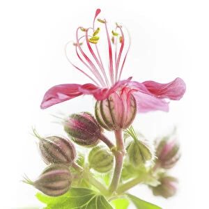 Hardy geranium