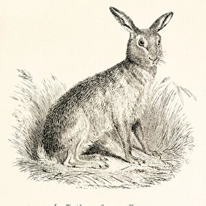 Hare engraving 1803