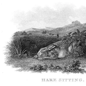Hare engraving 1812
