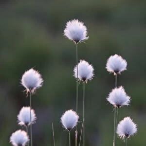 Hares-tail Cottongrass, Tussock Cottongrass, Sheathed Cottonsedge -Eriophorum vaginatum-, Emsland, Germany, Europe