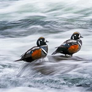 Harlequin Ducks with Flowing Water