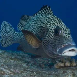 Harlequin Sweetlips -Plectorhinchus chaetodonoides-, Palau Harlequin Sweetlips -Plectorhinchus chaetodonoides-, Palau