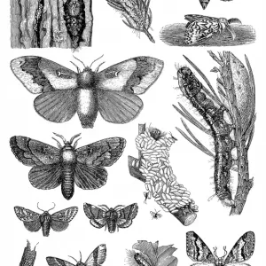 Harmful Forest Insects Print Harmful Forest Insects Print